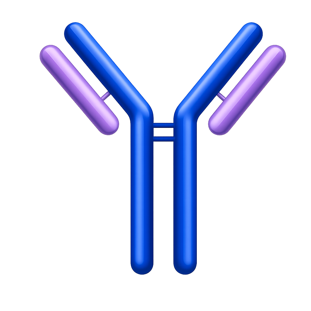 Bispecific antibody